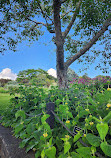 Auckland Botanic Gardens