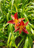 Auckland Botanic Gardens