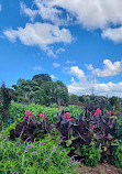 Auckland Botanic Gardens