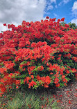 Auckland Botanic Gardens