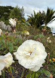 Auckland Botanic Gardens