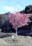 Auckland Botanic Gardens