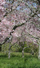 Auckland Botanic Gardens