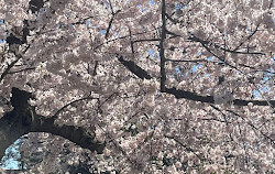 Arbre indicateur pour les fleurs de cerisier