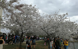 Arbre indicateur pour les fleurs de cerisier