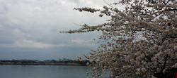 Arbre indicateur pour les fleurs de cerisier