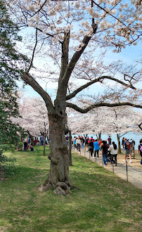 Arbre indicateur pour les fleurs de cerisier