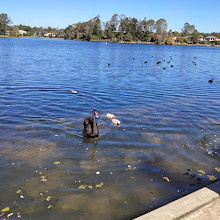 Forest Lake Park