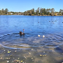 Forest Lake Park