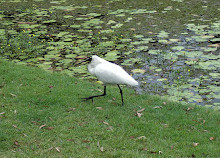 Forest Lake Park