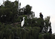 Forest Lake Park