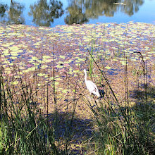 Forest Lake Park