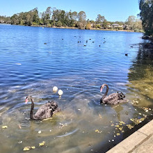 Forest Lake Park