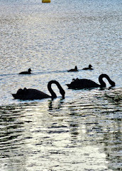 Forest Lake Park