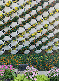 Dubai Miracle Garden