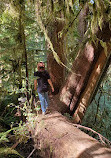 Olympic National Forest