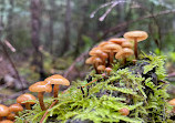 Olympic National Forest