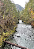 Olympic National Forest