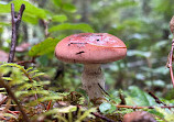 Olympic National Forest