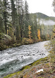 Olympic National Forest