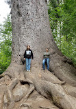 Olympic National Forest