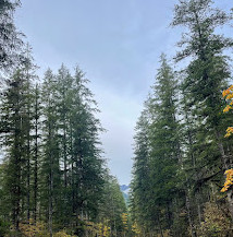 Olympic National Forest