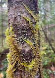 Olympic National Forest