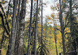 Olympic National Forest