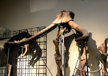 Museo Ciencias Naturales