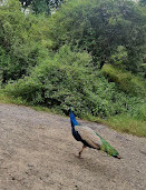 Chinnar Wildlife Sanctuary