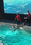 Dolphin show