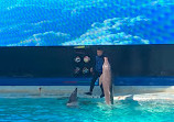 Dolphin show