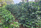 Doka Estate Costa Rica Coffee Tour and Plantation