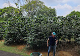 Doka Estate Costa Rica Coffee Tour and Plantation