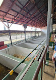 Doka Estate Costa Rica Coffee Tour and Plantation