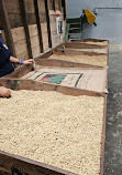 Doka Estate Costa Rica Coffee Tour and Plantation