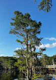 Caddo Lake State Park