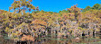 Caddo Lake State Park