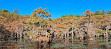 Caddo Lake State Park