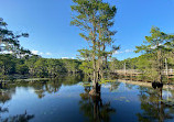 Caddo Lake State Park