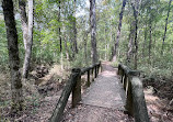 Caddo Lake State Park