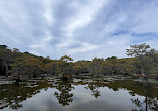 Caddo Lake State Park