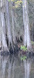 Caddo Lake State Park