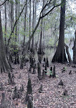 Caddo Lake State Park