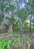 Caddo Lake State Park