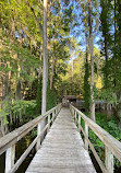 Caddo Lake State Park