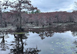 Caddo Lake State Park