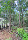 Caddo Lake State Park