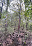 Caddo Lake State Park