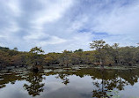 Caddo Lake State Park